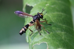 Physocephala rufipes