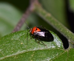Neocapsus cuneatus