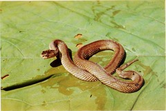 Lotiev's Viper photo 5