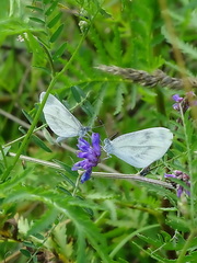Leptidea juvernica