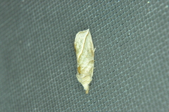 Calyptra canadensis