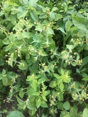 Galinsoga quadriradiata