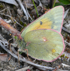 Colias hecla