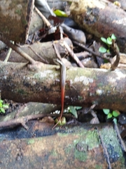 Sphenomorphus dussumieri