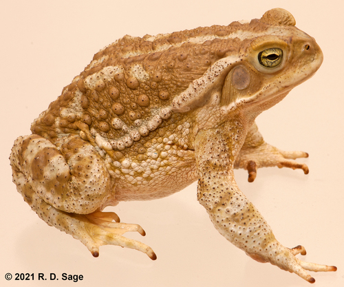 Argentine Toad
