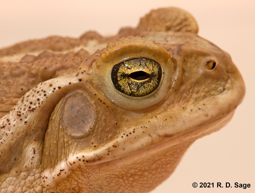 Argentine Toad