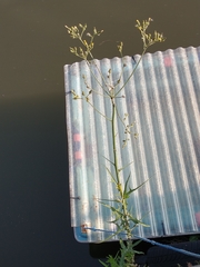 Sonchus palustris