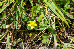 Ranunculus taisanensis