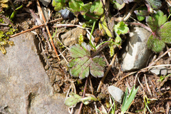 Ranunculus taisanensis