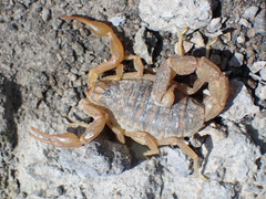 Mesobuthus eupeus
