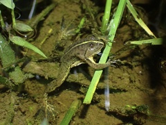Occidozyga lima