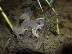 Occidozyga lima