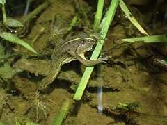 Occidozyga lima