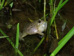 Occidozyga lima