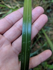 Cortaderia jubata