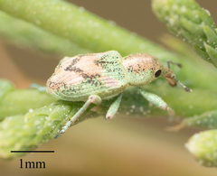 Coniatus splendidulus