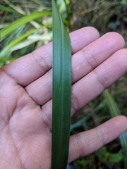 Cortaderia jubata