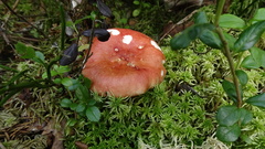 Russula paludosa