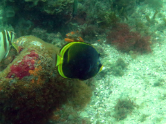 Chaetodon flavirostris