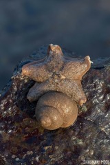Aquilonastra