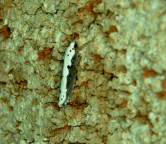 Ethmia bipunctella