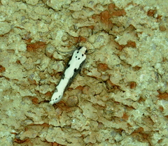 Ethmia bipunctella