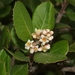 Rhus integrifolia - Photo (c) James Bailey,  זכויות יוצרים חלקיות (CC BY-NC), uploaded by James Bailey