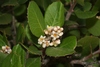 Lemonade Berry - Photo (c) James Bailey, some rights reserved (CC BY-NC), uploaded by James Bailey