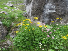 Doronicum clusii