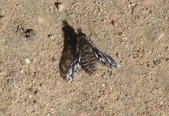 Conophorus fenestratus