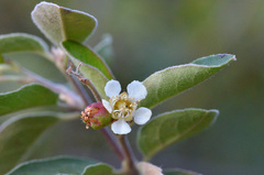 Cotoneaster integerrimus