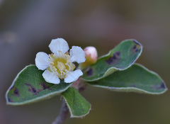 Cotoneaster integerrimus