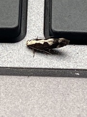 Monopis dorsistrigella