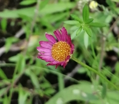 Erigeron karvinskianus