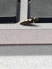 Monopis dorsistrigella