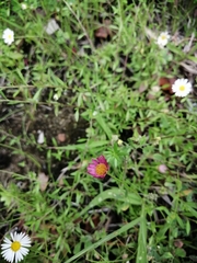 Erigeron karvinskianus