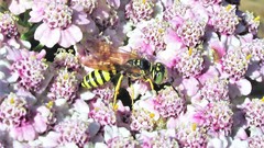 Philanthus crabroniformis