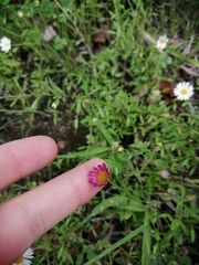 Erigeron karvinskianus