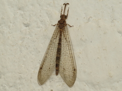 Distoleon annulatus