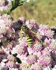 Philanthus crabroniformis