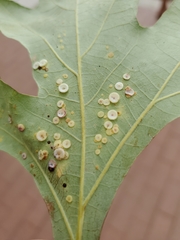 Phylloteras volutellae