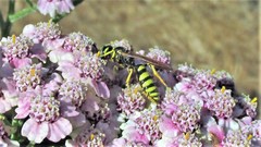 Philanthus crabroniformis