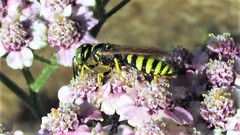 Philanthus crabroniformis