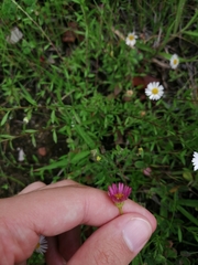 Erigeron karvinskianus