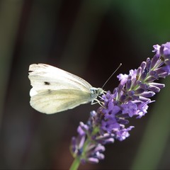 Pieris mannii