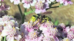 Philanthus crabroniformis