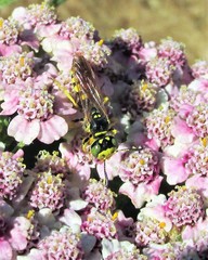Philanthus crabroniformis