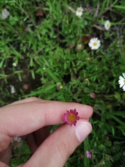 Erigeron karvinskianus
