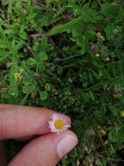 Erigeron karvinskianus