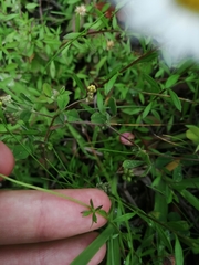 Erigeron karvinskianus